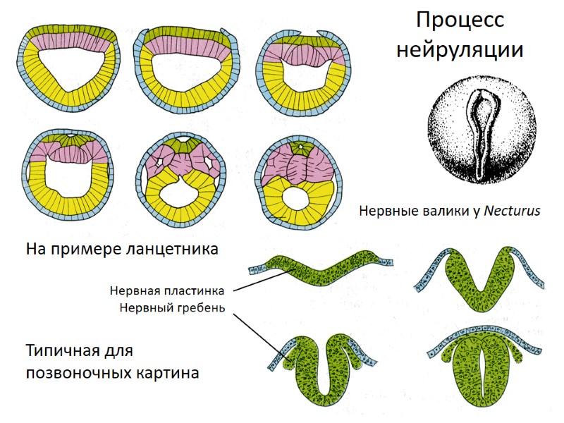 Процесс нейруляции На примере ланцетника         